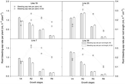 Root K Affinity Drivers and Photosynthetic Characteristics in Response to Low Potassium Stress in K High-Efficiency Vegetable Soybean